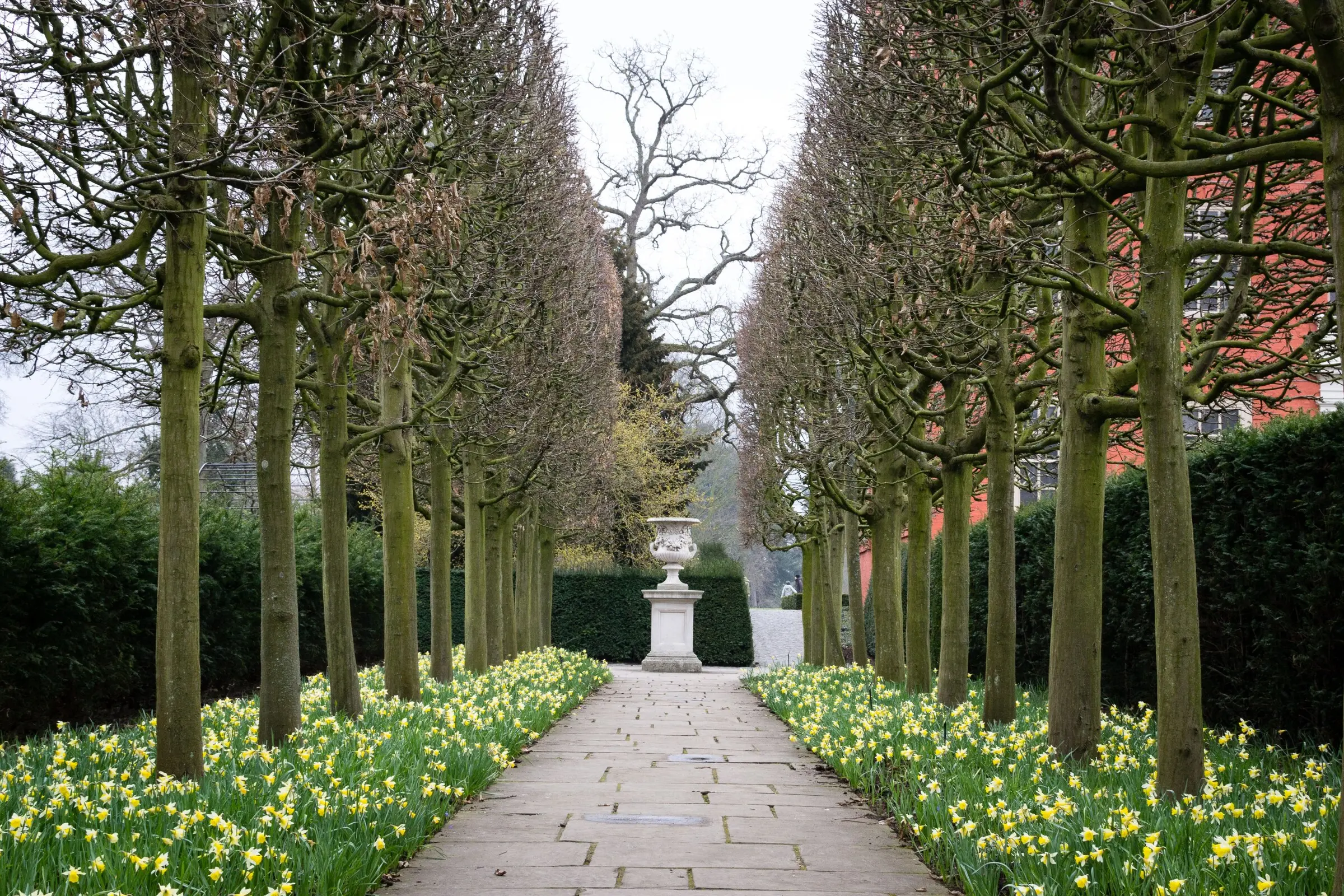 Avenue of pleached limes over a stone path with clipped hedging and naturalised daffodils