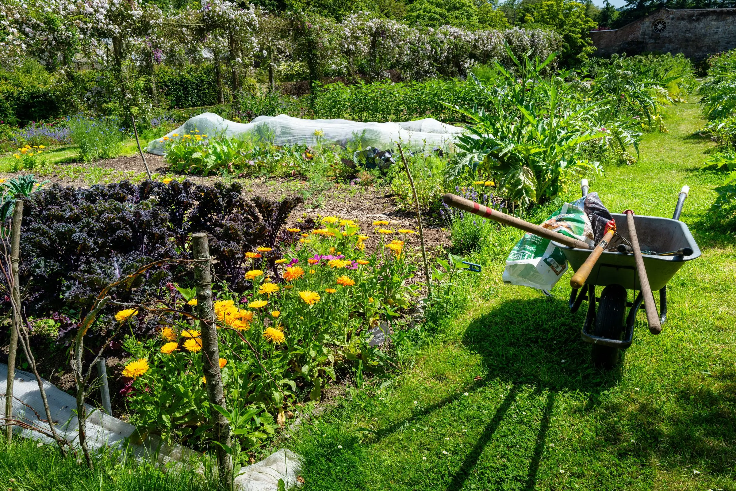 Productive walled kitchen garden with vegetable beds, crop netting and a wheelbarrow on the grass path